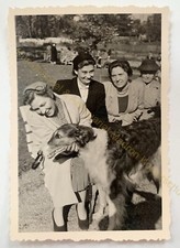 orig. Foto Fotografie Hund