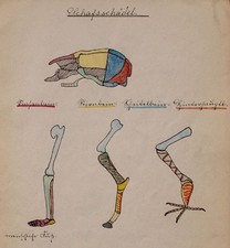 Clara Hesse Anatomie Mensch