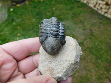 schöner Trilobit -  Reedops