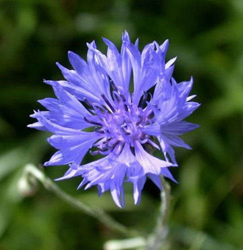 Kornblume centaurea cyanus - -,