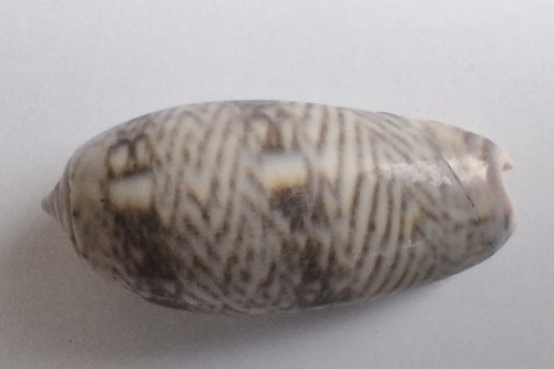 Olivenschnecke oliva vidua - olivenschnecke,