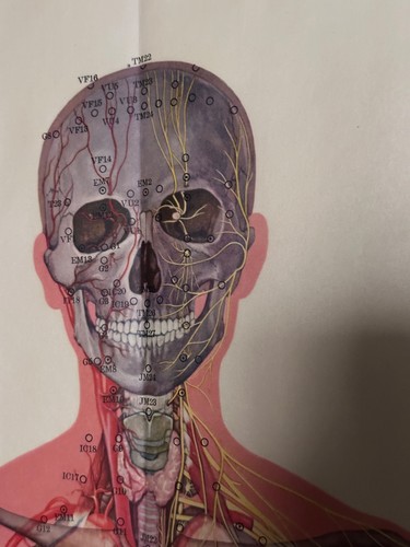 Alte poster tafel anatomie - poster,
