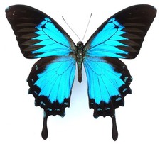 PAPILIO ULYSSES ULYSSES MALE FORM ELISABETHAE FROM GUNUNG AMAHERA, AMBON ISL