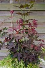 Acer palmatum 'Ruby Stars', Japanischer Ahorn, rot, 30–40 cm