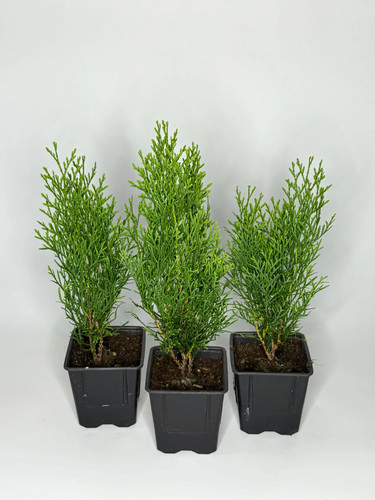 200x thuja smaragd 40cm - 10-200x,