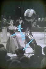 Dia Foto Zirkus Barum Berlin Manege Frau mit Seerobbe Robbe von 1958 rar