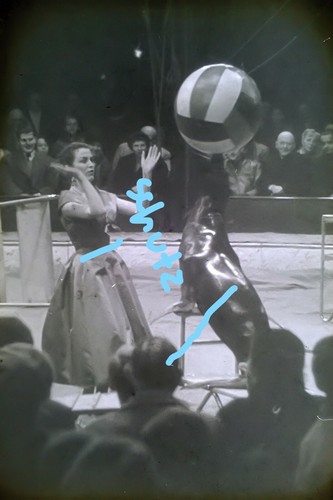 Dia foto zirkus barum - zirkus, berlin