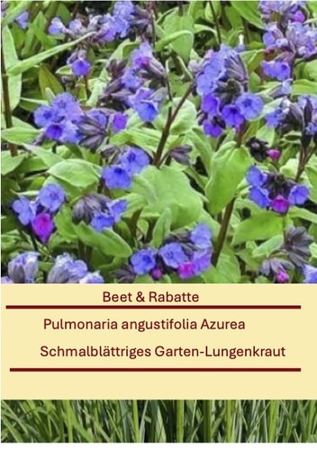 Pulmonaria angustifolia