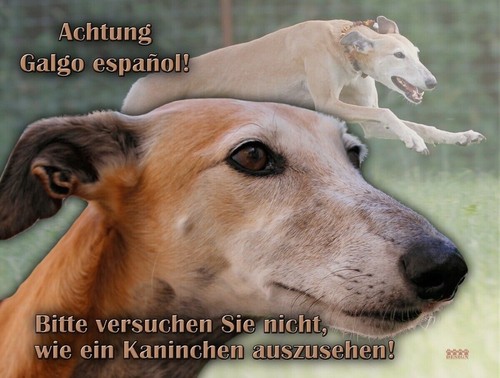 Galgo español hundewarnschild - espaÑol,