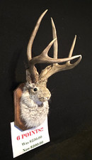 6  Pt. Jackalope REAL Antlers