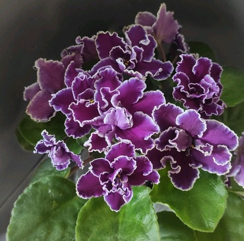African violet saintpaulia - violet,