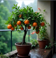 2 x Calamondin