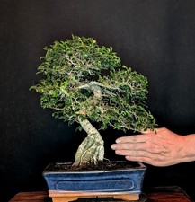 BONSAI CHINESISCHE ULME ULMUS