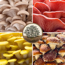Flüssigmyzel flümy pilze - flüssigmyzel, |