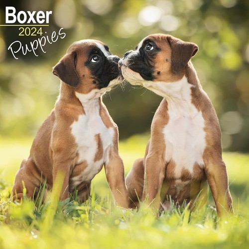 Boxer welpen kalender 2024 - 2024,