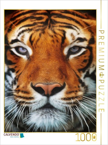 Calvendo puzzle tiger - tiger, portrait