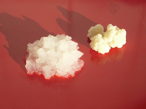 Pilze milchkefir - pilze:,