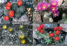 6 Winterharte Kakteen