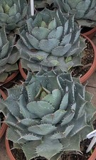 Agave Potatorum Groß 