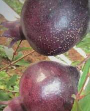 Punica granatum 'Nero' - schwarzer Granatapfelbaum - Pflanze 140-170cm - Frost