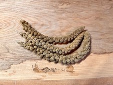 Kolbenhirse gelb Setaria italica wertvolles Nahrungsmittel Futtermittel