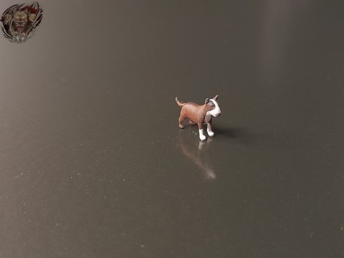 Bullterrier hund scene - bullterrier,