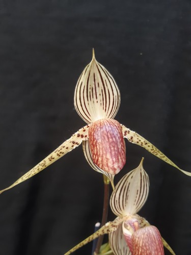 Orchidee frauenschuh - orchidee,