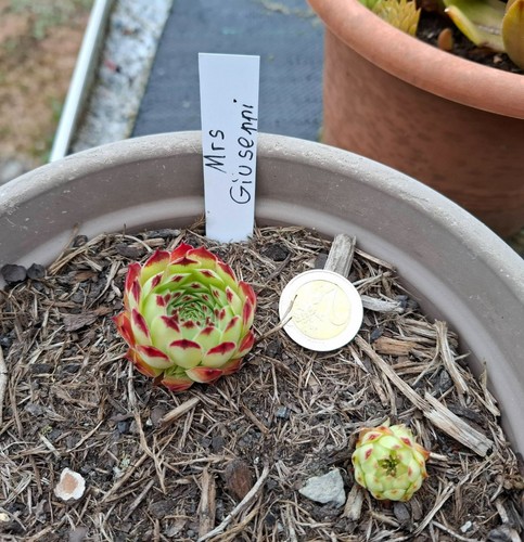 Hauswurz dachwurz sempervivum - dachwurz,