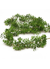 Buchsgirlande Buchsbaum 120 cm