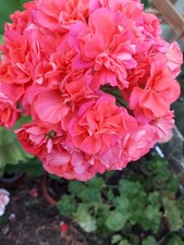 Pelargonie JungPFLANZE BY
