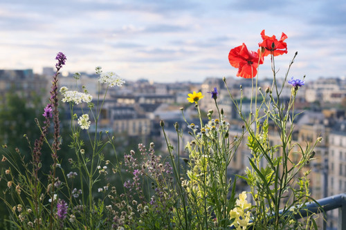 Wildblumen mischung samen - mischung,