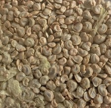 Kaktusfeige– Samen |Opuntia ficus-indica| 10 Stück