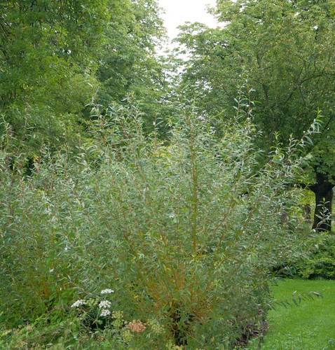 Rotrinde weide 125 150cm - rotrinde-weide,