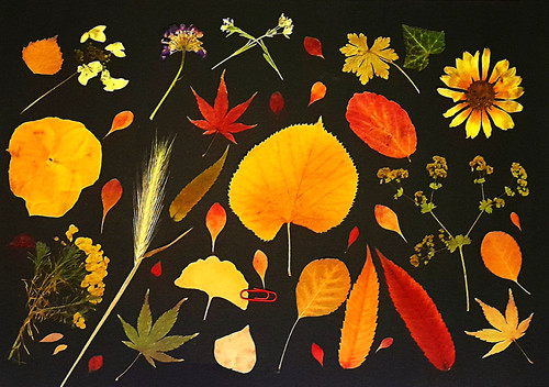 Herbarium gepresste