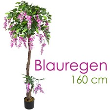 Blauregen Wisteria Glyzinie