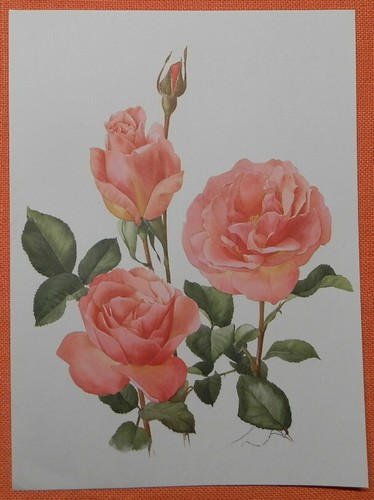 Tiffany rose - tiffany,