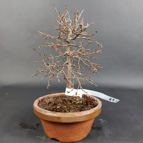 Bonsai zelkova serrata - -,