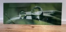 Glasbild Grashalm mit Tropfen