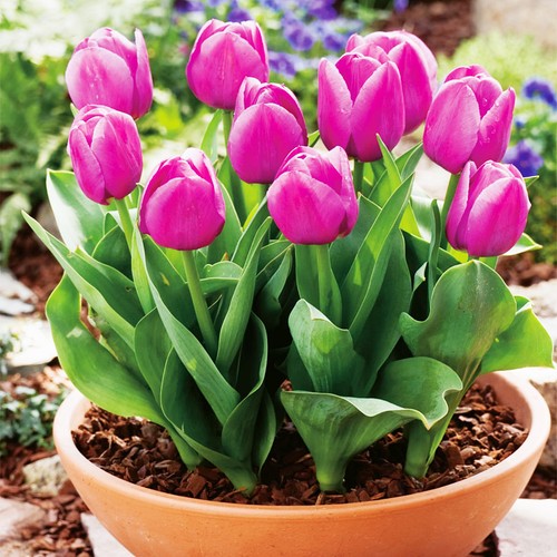 Tulpen blumenzwiebeln zwiebeln - tulpen,