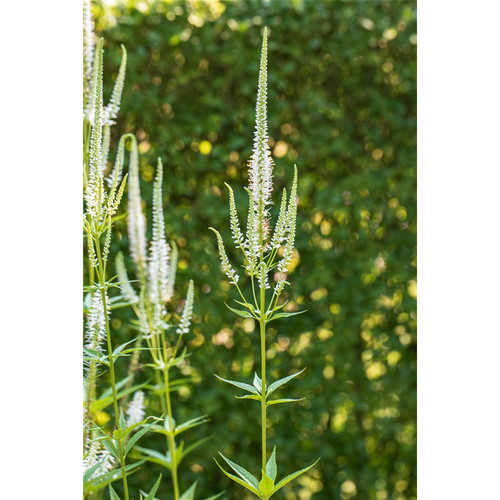 Veronica longifolia