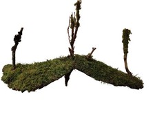 Terrarium Brücke Flitzer mit