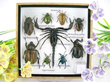 Echte exotische Insekten -  im