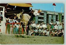 10285960 - Calgary Brahma Bull riding Kanada