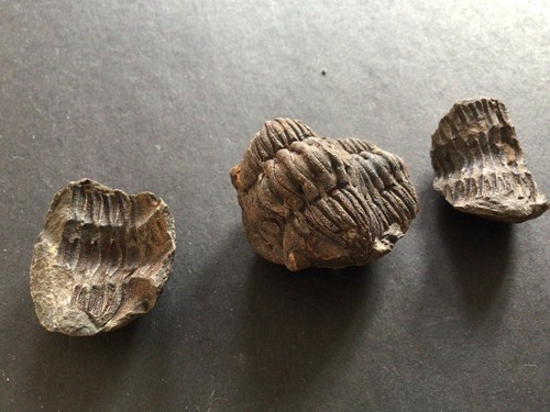 Trilobit fossil knolle - knolle, 3