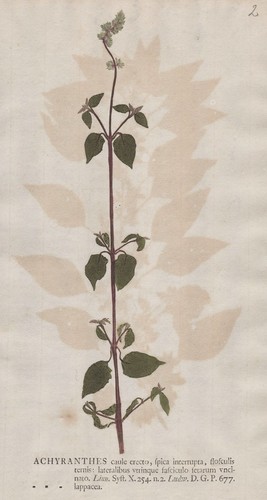 Achyranthes spreublume - achyranthes,