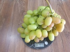 Tafeltrauben  Weinreben Pflanzen veredelt getopft