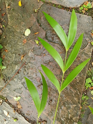 Zamia pseudoparasitica 1 - pseudoparasitica,,
