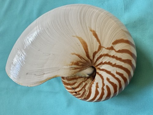 Große meeresmuschel nautilus - meeresmuschel,