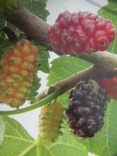 Morus 'Regina' - rot-weißer