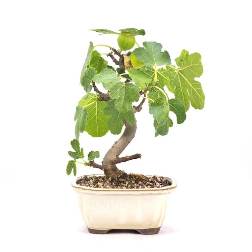 Bonsai essfeige ficus carica - essfeige, 'ficus